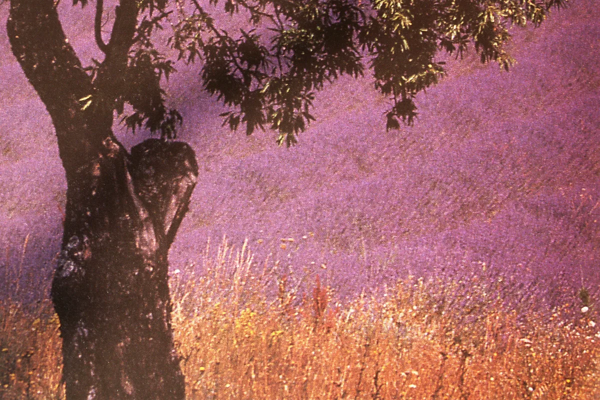 Lavendelfeld in der Provence unter einem schattenspendenden Baum