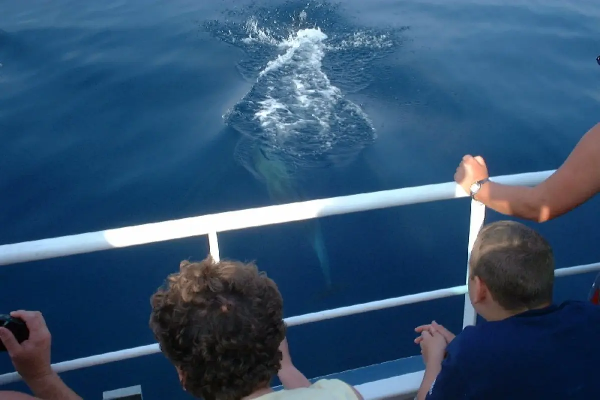 Ein Meeressäuger taucht neben einem Beobachtungsboot in der kroatischen Adria auf